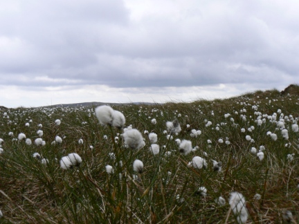Cotton Grass on Harwood Common