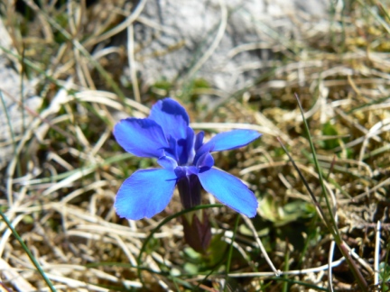 Spring Gentian