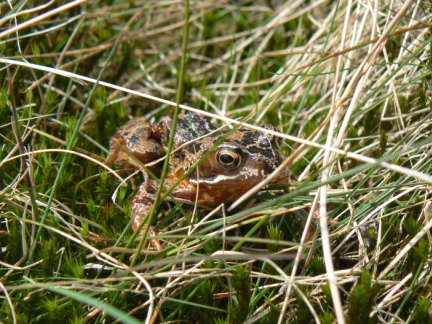 A frog