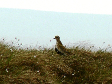 A golden plover on Burnhope Seat